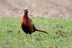 common pheasant