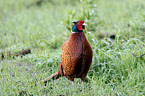 common pheasant