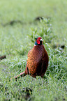 common pheasant