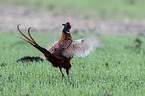 common pheasant