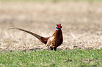 common pheasant