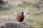 common pheasant