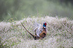 common pheasant