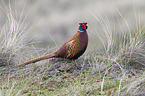 common pheasant