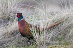 common pheasant