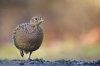 common pheasant
