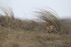 common pheasant
