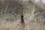 common pheasant
