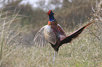 common pheasant
