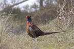 common pheasant