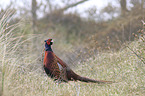common pheasant