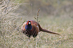 common pheasant