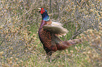 common pheasant