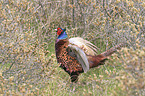 common pheasant