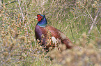 common pheasant