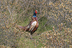 common pheasant