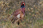 common pheasant