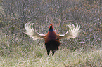 common pheasant