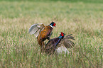 fighting Ring-necked Pheasant