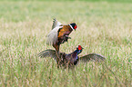 fighting Ring-necked Pheasant