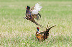 fighting Ring-necked Pheasant