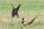 fighting Ring-necked Pheasant