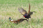fighting Ring-necked Pheasant