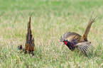 fighting Ring-necked Pheasant