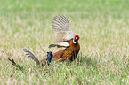 fighting Ring-necked Pheasant