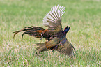 fighting Ring-necked Pheasant