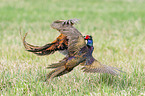 fighting Ring-necked Pheasant