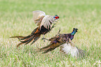 fighting Ring-necked Pheasant