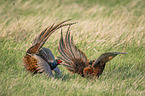 fighting Ring-necked Pheasant