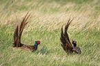 fighting Ring-necked Pheasant