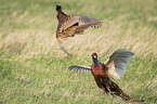 fighting Ring-necked Pheasant