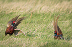 fighting Ring-necked Pheasant