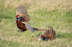 fighting Ring-necked Pheasant