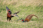 fighting Ring-necked Pheasant