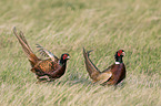 fighting Ring-necked Pheasant