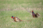 Ring-necked Pheasants on the meadow