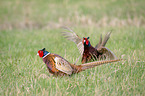 Ring-necked Pheasants on the meadow