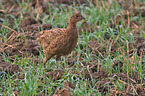 pheasant