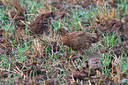 pheasant