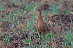 pheasant