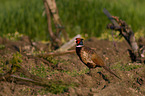 pheasant