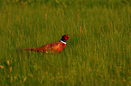 pheasant