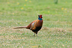 pheasant
