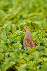 pheasant