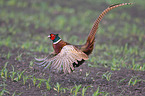 pheasant