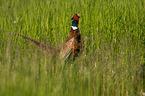 pheasant